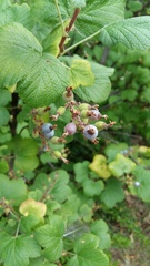 Ribes sanguineum