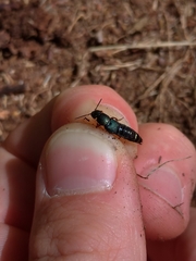 Platydracus fulvipes