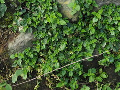 Boehmeria pilosiuscula