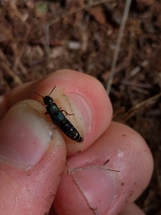 Platydracus fulvipes