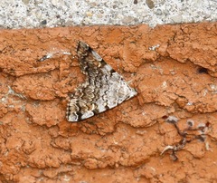 Idia americalis