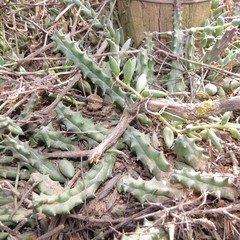 Duvalia caespitosa caespitosa