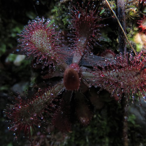 Image of Drosera venusta by (c) Christiaan Viljoen, some rights reserved (CC BY)