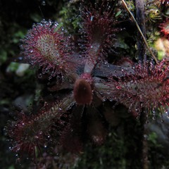 Drosera venusta