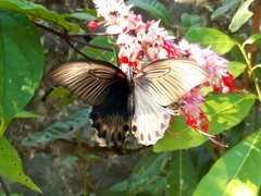 Papilio memnon