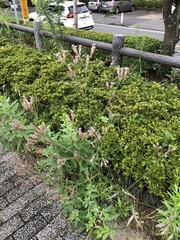 Verbena brasiliensis