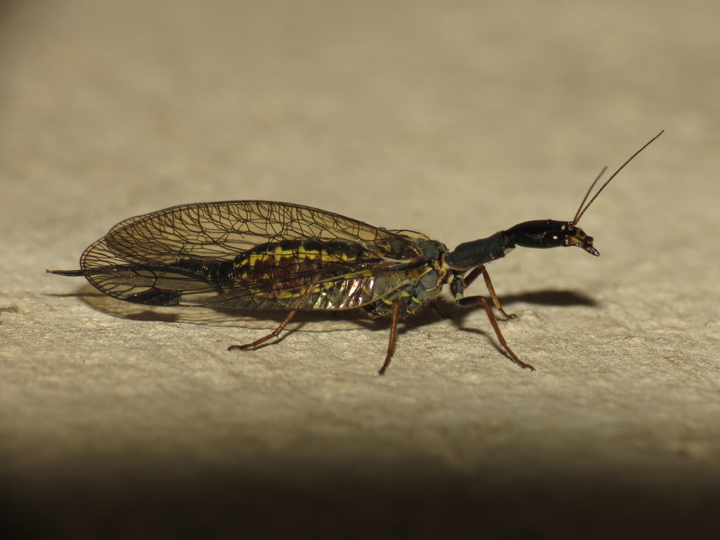 Phaeostigma