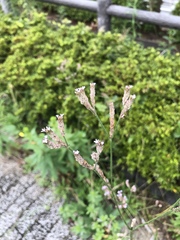Verbena brasiliensis