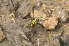 Phimenes flavopictus flavopictus