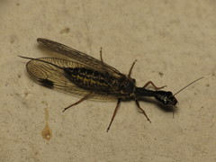 Phaeostigma notata