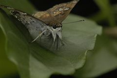 Caprona ransonnettii
