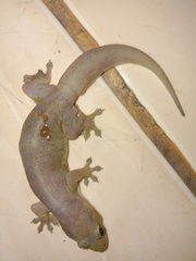Gehyra mutilata