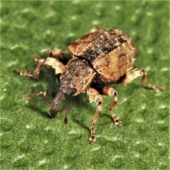 Conotrachelus anaglypticus