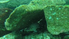 Neoniphon suborbitalis