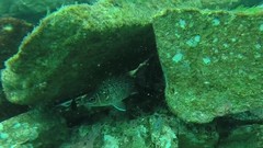 Neoniphon suborbitalis