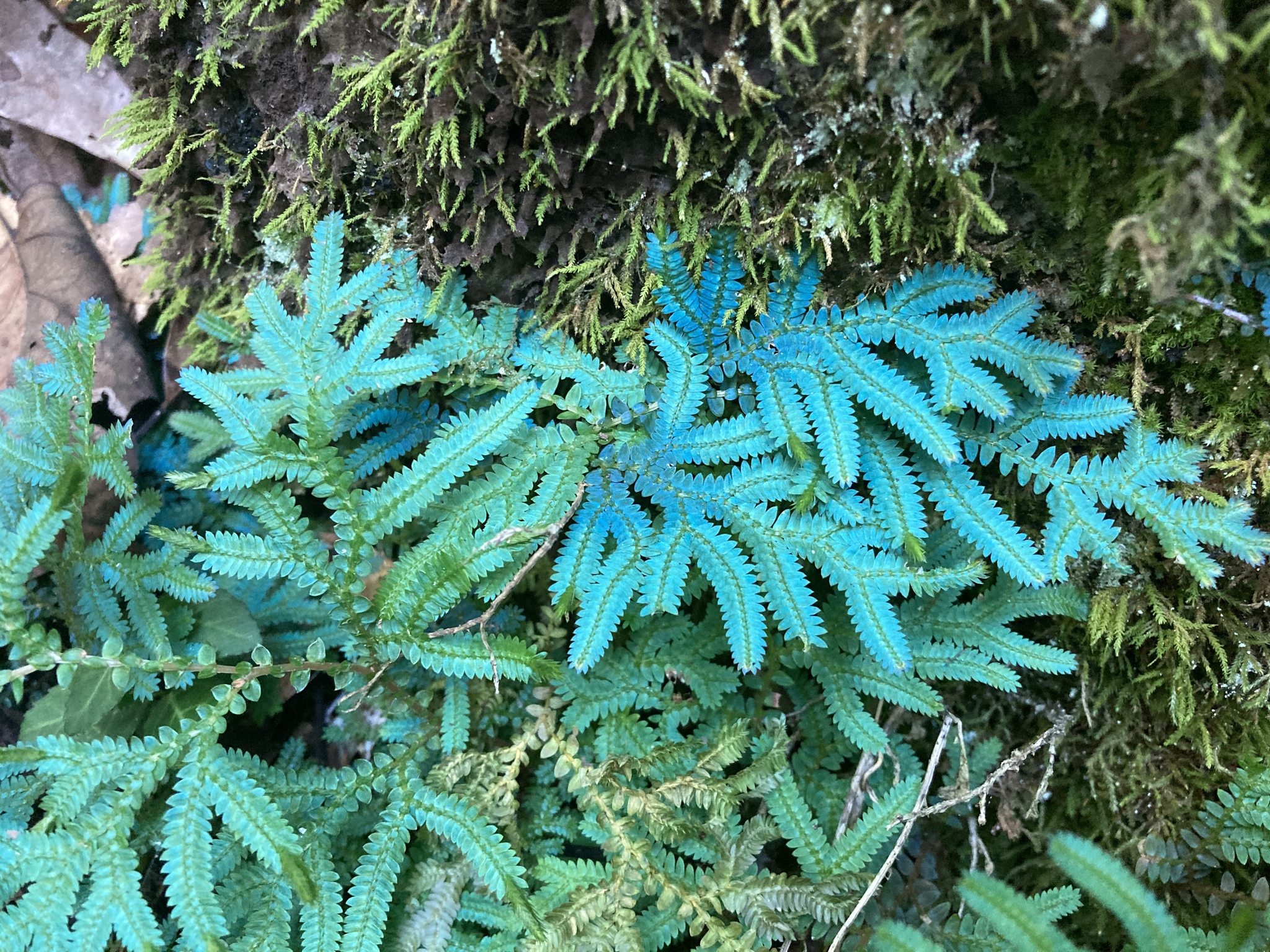 Selaginella uncinata
