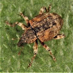 Conotrachelus anaglypticus