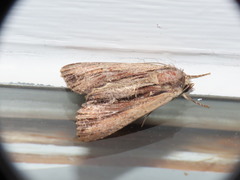 Apamea verbascoides