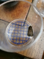Xestia xanthographa