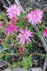 Delosperma neethlingiae