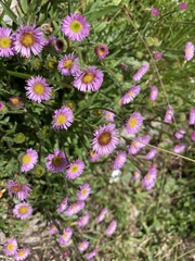 Erigeron alpinus