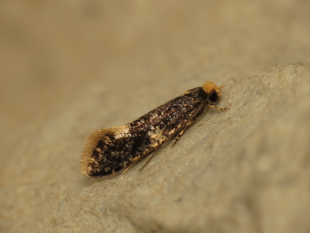 Carrion Moth