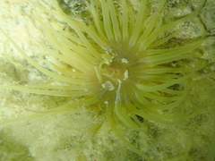 Anemonia viridis