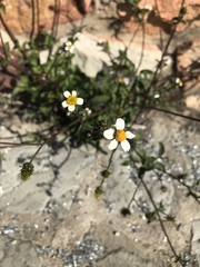 Bidens pilosa