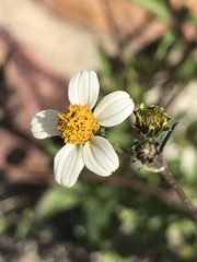 Bidens pilosa