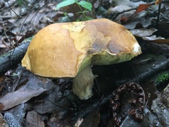 Boletus quercophilus