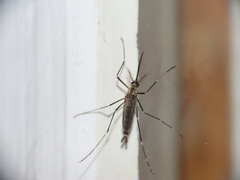 Aedes atropalpus
