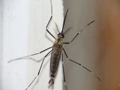 Aedes atropalpus