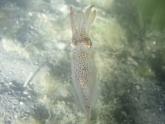 Alloteuthis