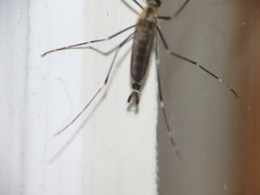 Aedes atropalpus