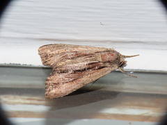 Apamea verbascoides