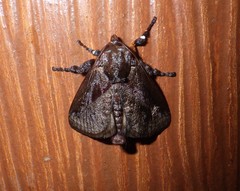 Phocoderma velutina