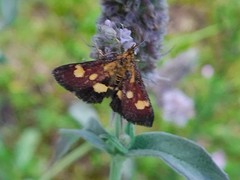 Pyrausta falcatalis