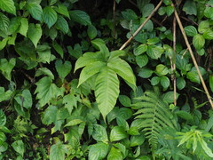 Tectaria polymorpha