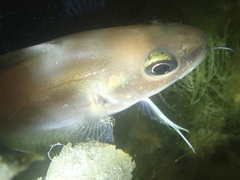 Trisopterus luscus