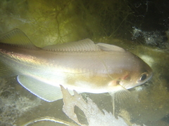 Trisopterus luscus