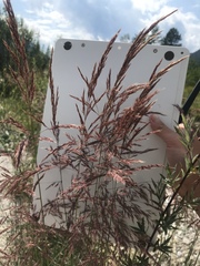 Calamagrostis pseudophragmites