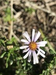 Felicia erigeroides