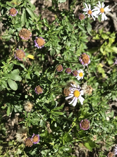 Felicia erigeroides DC.