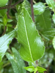 Monarda fistulosa fistulosa