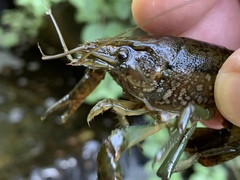Procambarus virginalis