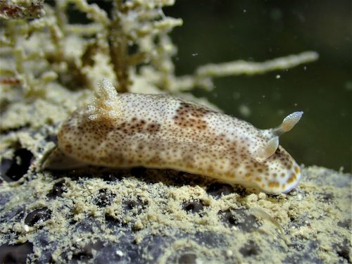 Chromodoris mandapamensis · iNaturalist