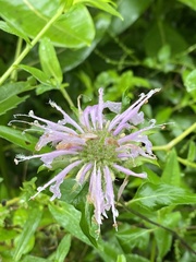 Monarda fistulosa fistulosa