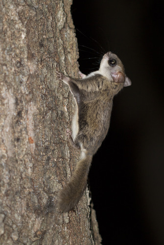 Southern Flying Squirrel photographed in Connecticut