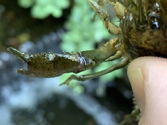 Procambarus virginalis