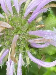 Monarda fistulosa fistulosa